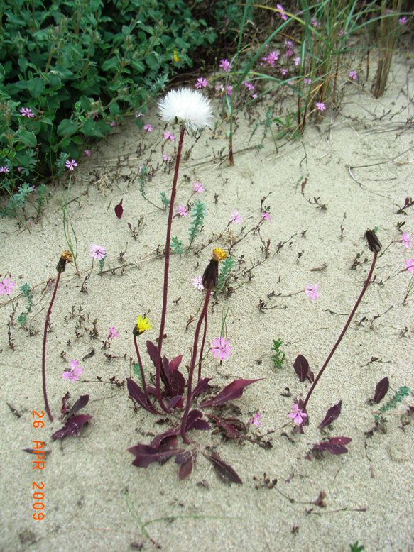 Sonchus bulbosus / Radicchiella bulbosa